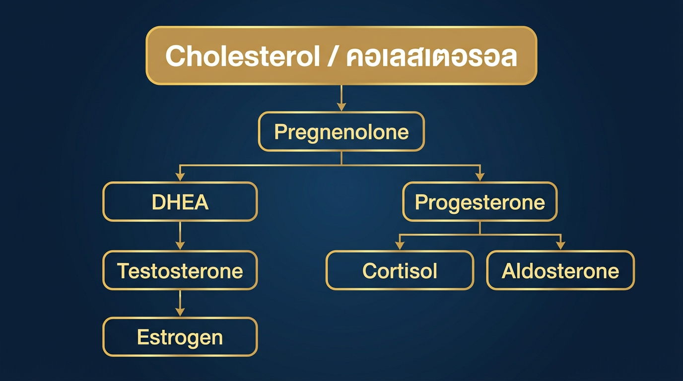 แผนภาพเส้นทางการสร้างฮอร์โมนสเตียรอยด์จากคอเลสเตอรอล